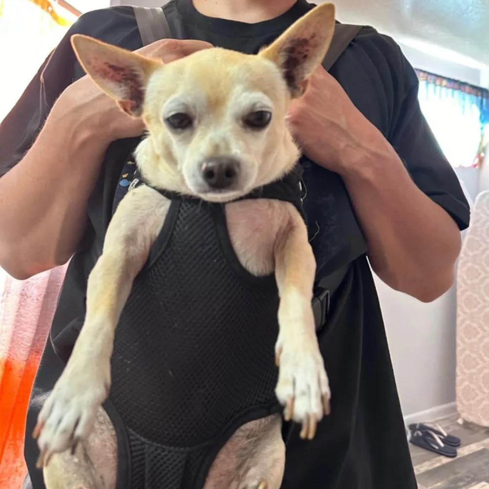 Pawaboo Pet Carrier